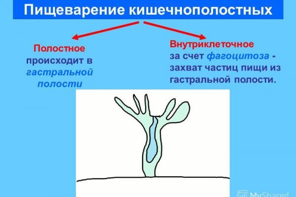 Кракен шоп krakenwebs org